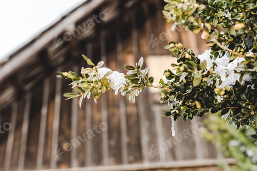 Preview: selective focus of tree branches with snow and green leaves