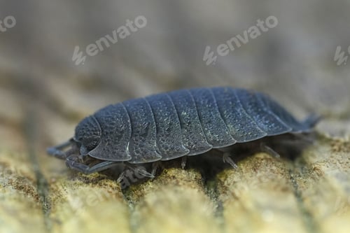 Preview: Closeup on a grey Rough woodlouse