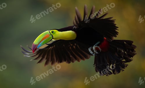 Preview: A Toucan in Costa Rica