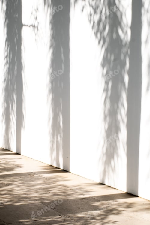 Preview: Light and shadow on a white wall. The shadow of palm trees on a white wall.