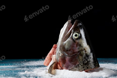 Preview: Rainbow trout head against the black background