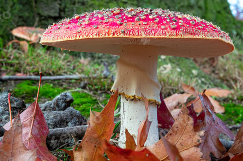 Preview: Closeup shot of Amanita muscaria, commonly known as the fly agaric or fly amanita