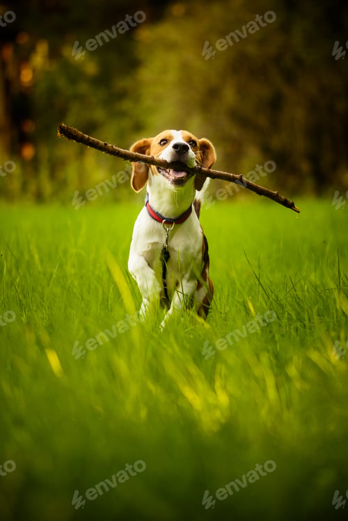 Preview: Beagle dog fun on meadow in summer outdoors run and jump with stick in mouth fetching towards camera