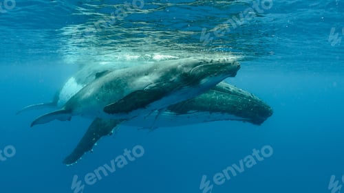 Preview: Closeup shot of humpback whales swimming in the Pacific Ocean