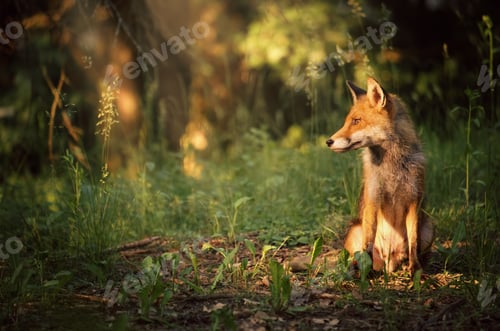 Preview: Fox on the summer forest