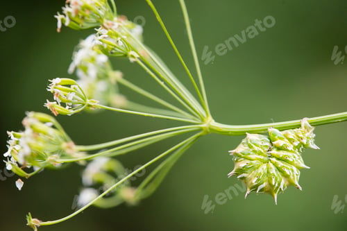 Preview: Green and white caterpillar swirled on flower stem.