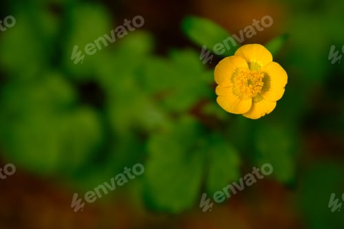 Preview: Close-up photo of Yellow blooming flowers of the Chelidonium majus