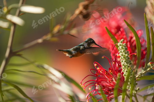 Preview: Amethyst Woodstar Hummingbird flying close to the red flowers in nature