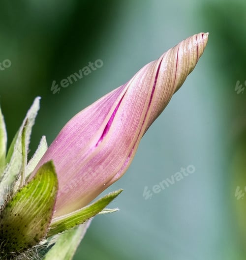 Preview: Close up of a coiled pink fawn lilies with green blurred in the background on a spring day