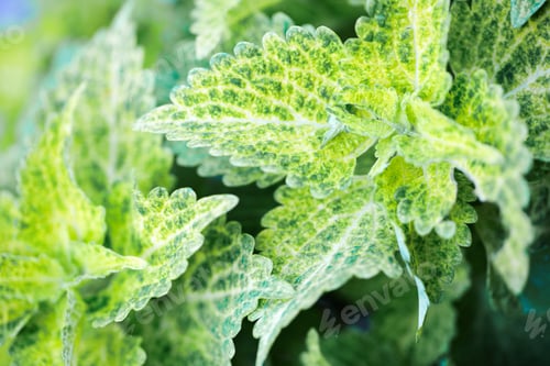 Preview: Painted nettle is plant for decoration