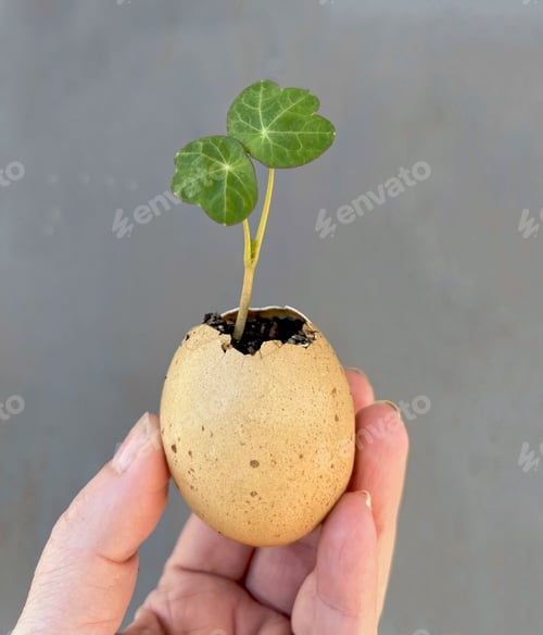 Preview: Tiny Green Sprout Growing Inside of Eggshell