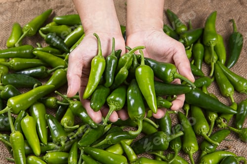 Preview: Holding freshly harvested green peppers.