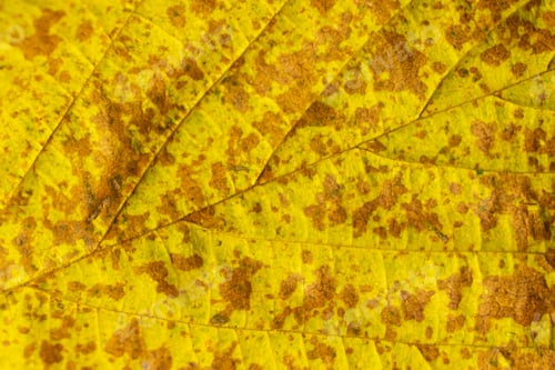 Preview: brown and yellow autumn leaf with visible detail