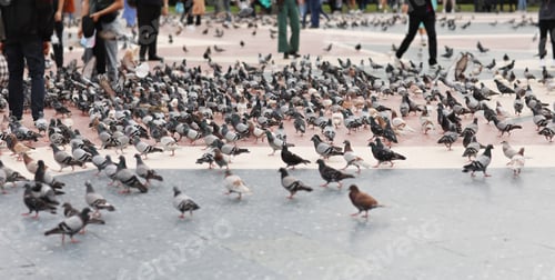 Preview: pigeons on Katalania square in Barcelona, Spain. people are feeding them