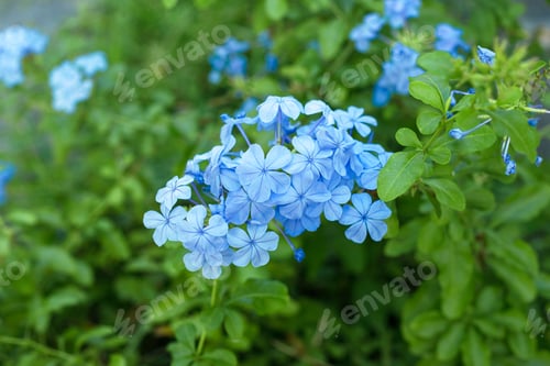 Preview: Plumbago auriculata, blue plumbago, Cape blumbago.