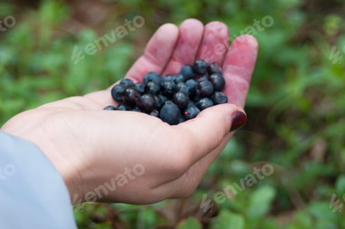Preview: berry