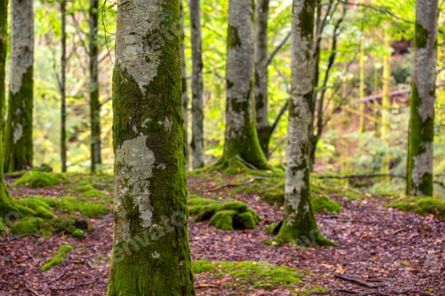 Preview: Details In a Beech Forest