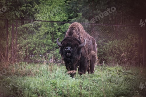Preview: ↟ American Bison, buffalo, profile standing in tall grass prairie with light fog in background