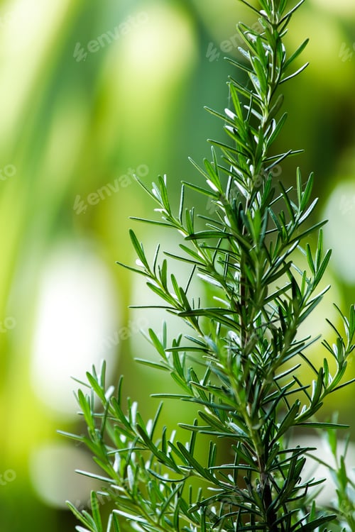 Preview: Fresh Rosemary Herb grow outdoor. Rosemary leaves Close-up.