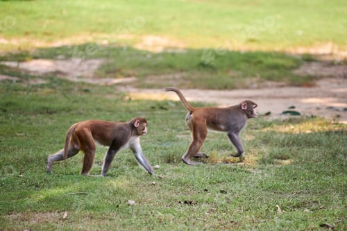 Preview: Two cute little monkeys walks on green lawn in public park evoking sense of harmony with nature