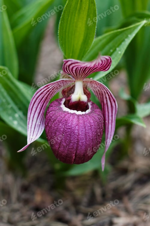 Preview: Beautiful orchids of different colors. Lady's-slipper hybrids.