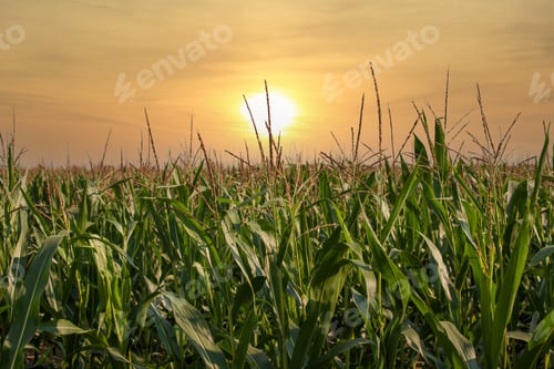 Preview: Closeup shot of some plants in crops growing on a farm on a sunset