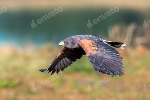 Preview: Selective focus shot of a brown desert hawk in flight over a pond