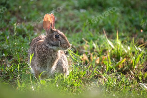 Preview: Grey small hare eating grass on summer field. Wild rabbit in nature