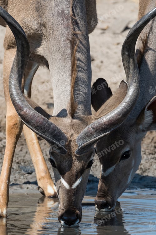 Preview: Greater kudu (Tragelaphus strepsiceros), at waterhole, Kalahari, Botswana, Africa