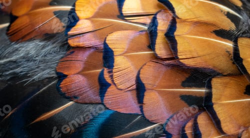 Preview: colored pheasant feathers with a visible texture. background