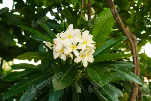 Preview: Tropical white and yellow flowers, Frangipani Plumeria