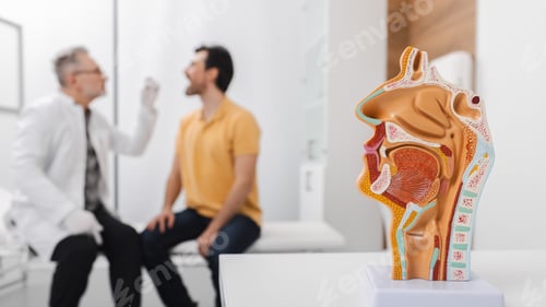 Preview: Diagnosis and treatment of ENT diseases. Nasal and oral cavity anatomical model on table over