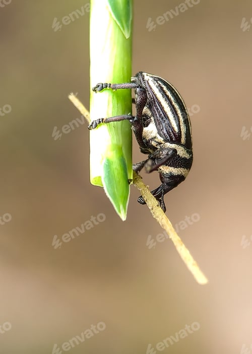 Preview: black and white bug, weevil