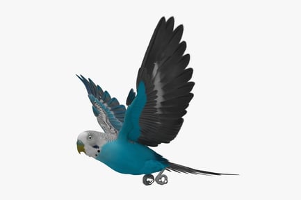 Preview: Blue Budgerigar Flying
