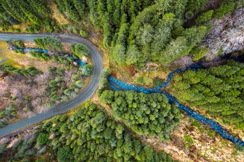 Preview: A Curvy Road In The Forest