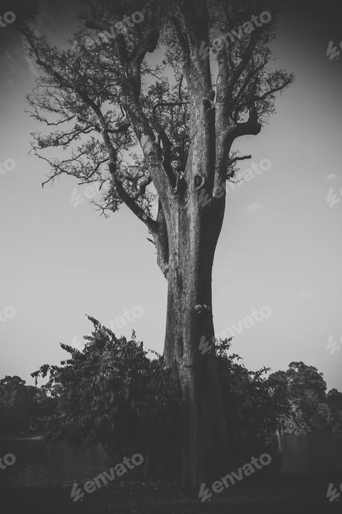 Preview: Lonely tree. Monochrome