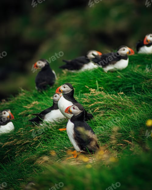 Preview: Colony of Atlantic puffins in natural habitat