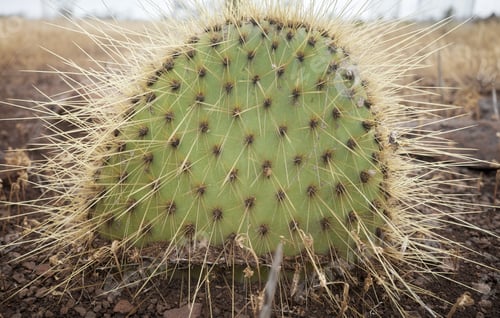 Preview: Close up photo of Opuntia echios, selective focus, Santa Cruz Island, Ecuador.