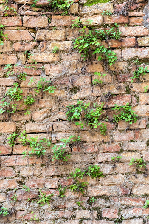 Preview: Wall of bricks overgrown with plants