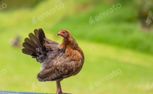 Preview: Chicken on Hawaii