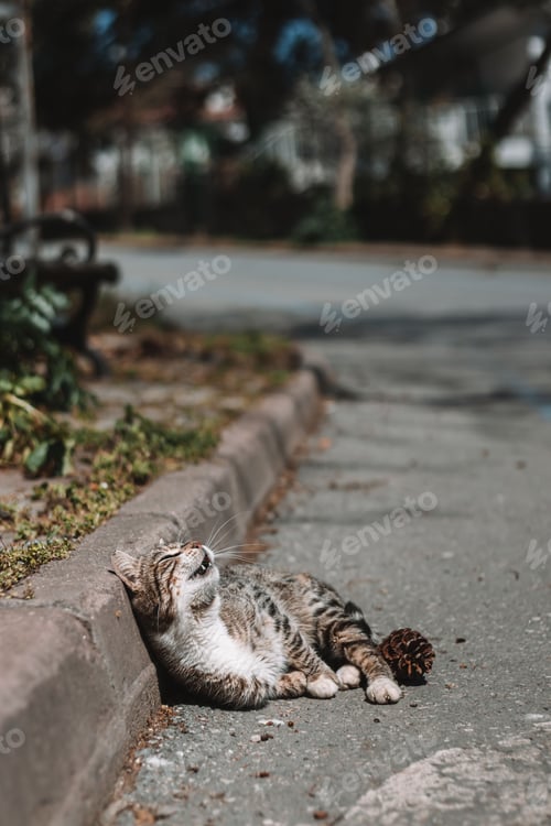 Preview: Street cat lying in the sun