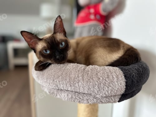 Preview: Graceful siamese cat relaxing on a plush pet perch. Tranquility of a pet's leisure time in warmth of