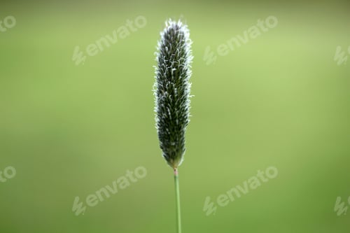 Preview: Plant