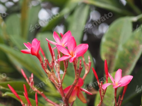 Preview: Sweet Oleander, Rose Bay, Nerium oleander name pink flower tree in garden on blurred of nature