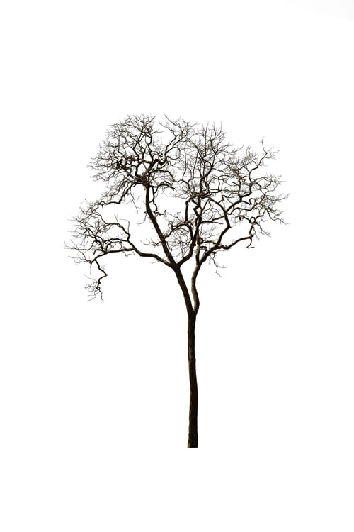 Preview: dry tree isolated on white background