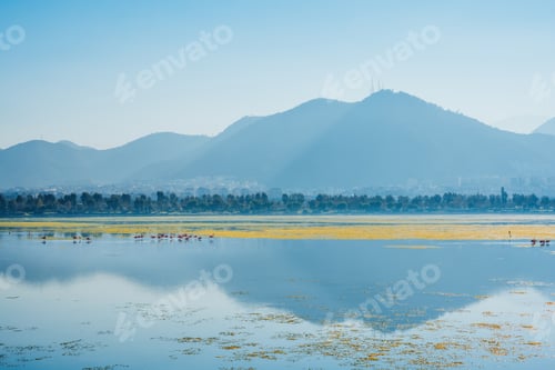 Preview: Flamingos Feeding on Calm Lake Near Mountain Range