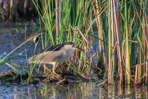 Preview: black crowned night heron