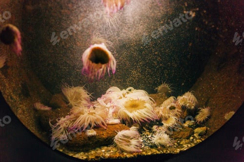 Preview: Sea anemones in the Aquarium, underwater life