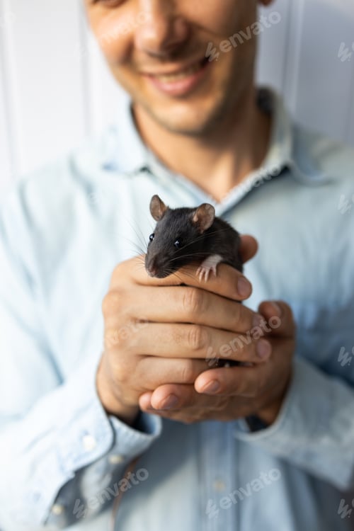 Preview: Young Caucasian man plays with cute rat at home, adorable home pet.
