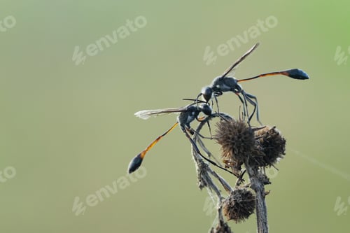 Preview: Insect
